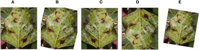 Explainable deep learning model for automatic mulberry leaf disease classification